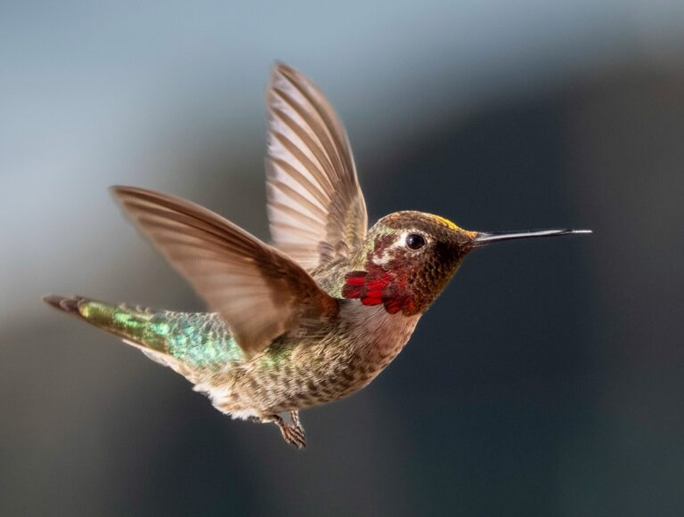 An image of a hummingbird in flight. Photo by Garrett J. Smith